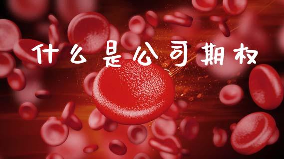 什么是公司期权_https://wap.15771688.com_期货手续费一览表_第1张