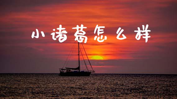 小诸葛怎么样_https://wap.15771688.com_期货手续费一览表_第1张